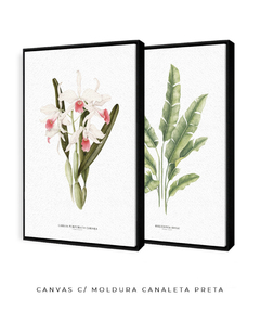Quadros Decorativos Dupla Heliconia + Orquidea Laelia P. Carnea na internet