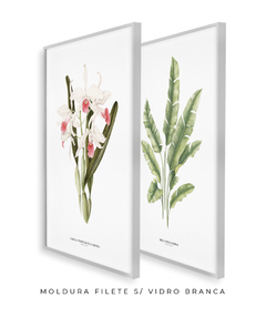 Quadros Decorativos Dupla Heliconia + Orquidea Laelia P. Carnea - comprar online