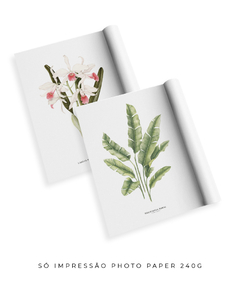 Quadros Decorativos Dupla Heliconia + Orquidea Laelia P. Carnea - loja online