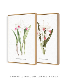 Quadros Decorativos Dupla Orquideas Laelia Prurpurata - Flowersjuls - Quadros decorativos botânicos | Aquarelas autorais