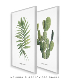 Quadros Decorativos Dupla Palm Elegans + Opuntia - loja online