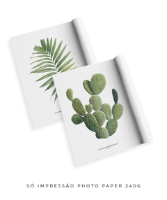 Quadros Decorativos Dupla Palm Elegans + Opuntia - comprar online