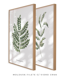Quadros Decorativos PauBrasil + Eucalipto II - Flowersjuls - Quadros decorativos botânicos | Aquarelas autorais