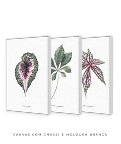 Imagem do Trio Quadro Decorativo Begonia Rex + Tabebuia + Begonia Grandis
