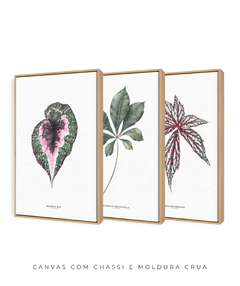 Trio Quadro Decorativo Begonia Rex + Tabebuia + Begonia Grandis