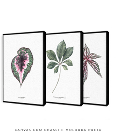 Trio Quadro Decorativo Begonia Rex + Tabebuia + Begonia Grandis na internet