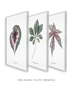 Trio Quadro Decorativo Begonia Rex + Tabebuia + Begonia Grandis - loja online
