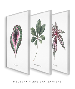 Trio Quadro Decorativo Begonia Rex + Tabebuia + Begonia Grandis - comprar online