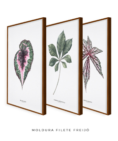 Trio Quadro Decorativo Begonia Rex + Tabebuia + Begonia Grandis na internet