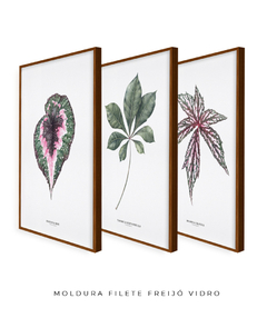 Trio Quadro Decorativo Begonia Rex + Tabebuia + Begonia Grandis - Flowersjuls - Quadros decorativos botânicos | Aquarelas autorais