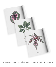 Trio Quadro Decorativo Begonia Rex + Tabebuia + Begonia Grandis