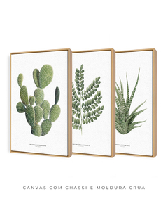 Trio Quadro Decorativo CactosOpuntia + PauBrasil + ZebraHaworthia - Flowersjuls - Quadros decorativos botânicos | Aquarelas autorais
