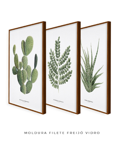 Trio Quadro Decorativo CactosOpuntia + PauBrasil + ZebraHaworthia - Flowersjuls - Quadros decorativos botânicos | Aquarelas autorais