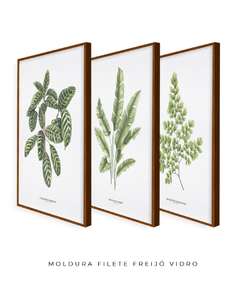 Trio Quadro Decorativo Calathea + Heliconia + Avenca II - Flowersjuls - Quadros decorativos botânicos | Aquarelas autorais