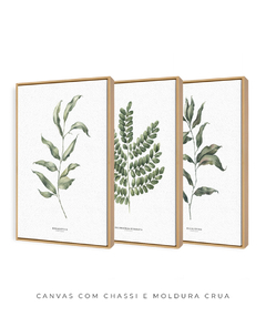 Trio Quadro Decorativo Eucalipto I + Pau Brasil + Eucalipto II - Flowersjuls - Quadros decorativos botânicos | Aquarelas autorais