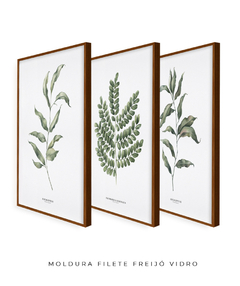 Trio Quadro Decorativo Eucalipto I + Pau Brasil + Eucalipto II - Flowersjuls - Quadros decorativos botânicos | Aquarelas autorais