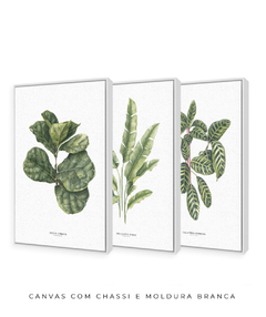 Trio Quadro Decorativo Ficus + Heliconia + Calathea