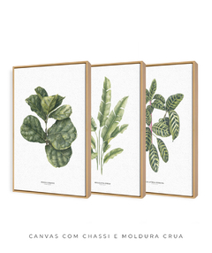 Trio Quadro Decorativo Ficus + Heliconia + Calathea - comprar online