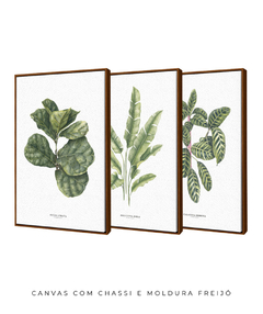 Trio Quadro Decorativo Ficus + Heliconia + Calathea
