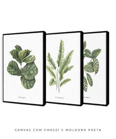 Trio Quadro Decorativo Ficus + Heliconia + Calathea na internet