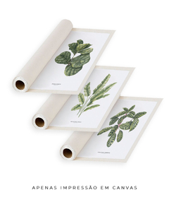 Trio Quadro Decorativo Ficus + Heliconia + Calathea - Flowersjuls - Quadros decorativos botânicos | Aquarelas autorais