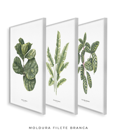 Trio Quadro Decorativo Ficus + Heliconia + Calathea - loja online