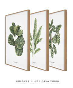 Trio Quadro Decorativo Ficus + Heliconia + Calathea - comprar online