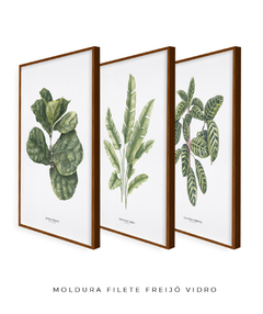Trio Quadro Decorativo Ficus + Heliconia + Calathea - Flowersjuls - Quadros decorativos botânicos | Aquarelas autorais