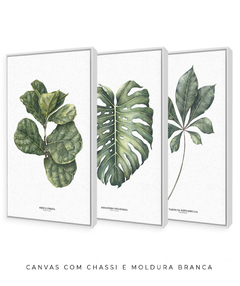 Trio Quadro Decorativo Ficus Lyrata + Monstera + Tabebuia
