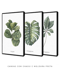 Trio Quadro Decorativo Ficus Lyrata + Monstera + Tabebuia