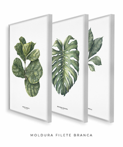 Trio Quadro Decorativo Ficus Lyrata + Monstera + Tabebuia - comprar online