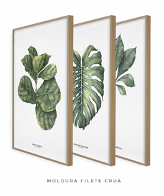 Trio Quadro Decorativo Ficus Lyrata + Monstera + Tabebuia na internet