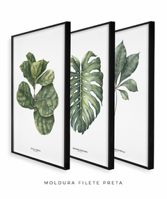 Imagem do Trio Quadro Decorativo Ficus Lyrata + Monstera + Tabebuia