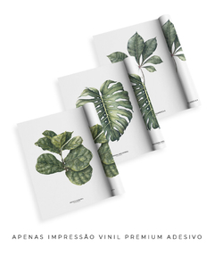 Trio Quadro Decorativo Ficus Lyrata + Monstera + Tabebuia - Flowersjuls - Quadros decorativos botânicos | Aquarelas autorais