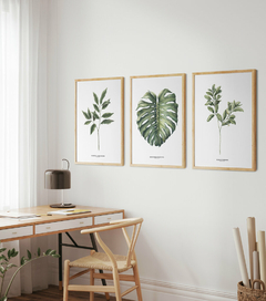 Trio Quadro Decorativo Galho Gardênia + Monstera + Oliveira