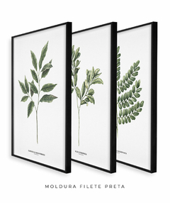 Trio Quadro Decorativo Galho Gardênia + Pau Brasil + Oliva - Flowersjuls - Quadros decorativos botânicos | Aquarelas autorais