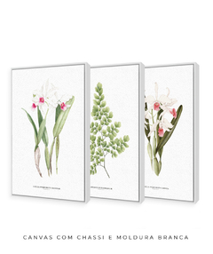 Trio Quadro Decorativo Orquídea Reginae + Avenca II + Orquídea Carnea - Flowersjuls - Quadros botânicos decorativos | Aquarelas autorais