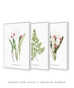 Trio Quadro Decorativo Orquídea Reginae + Avenca II + Orquídea Carnea - Flowersjuls - Quadros decorativos botânicos | Aquarelas autorais