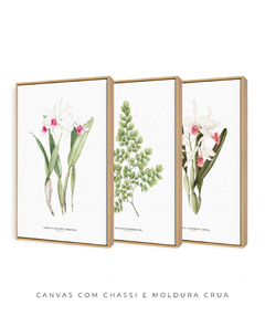 Trio Quadro Decorativo Orquídea Reginae + Avenca II + Orquídea Carnea - loja online