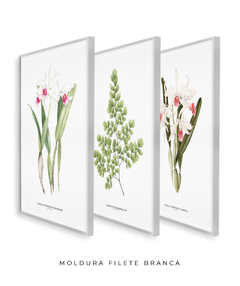 Imagem do Trio Quadro Decorativo Orquídea Reginae + Avenca II + Orquídea Carnea