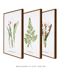 Trio Quadro Decorativo Orquídea Reginae + Avenca II + Orquídea Carnea - Flowersjuls - Quadros decorativos botânicos | Aquarelas autorais