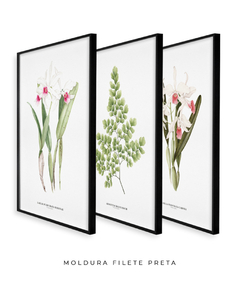 Trio Quadro Decorativo Orquídea Reginae + Avenca II + Orquídea Carnea na internet