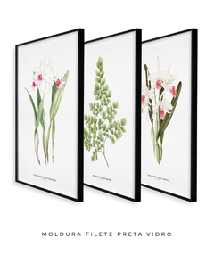 Trio Quadro Decorativo Orquídea Reginae + Avenca II + Orquídea Carnea - Flowersjuls - Quadros botânicos decorativos | Aquarelas autorais