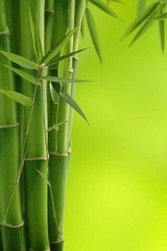 Fragancia Bambú