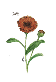 SEMILLAS DE CALENDULA