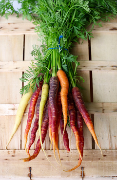 SEMILLAS DE ZANAHORIAS DE COLORES en internet