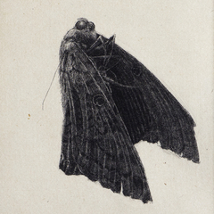 Rafael Kenji gravura em metal mariposa