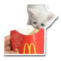 /STICKER_MEMES: Gatito_papita