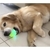 Brinquedo Bola de borracha que ilumina para Cachorro-AFP
