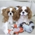 Brinquedo Pelúcia para Cachorro com apito - AFP na internet